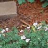 Geranium sanguineum var. striata, habit