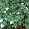 Geranium sanguineum var. striata, habit