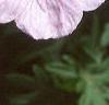 Geranium sanguineum var. striata, flowers