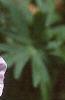Geranium sanguineum var. striata, flowers