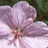Geranium sanguineum var. striata, flowers