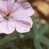 Geranium sanguineum var. striata, flowers