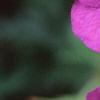Geranium 'Spinners', flowers