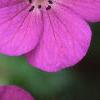 Geranium 'Spinners', flowers