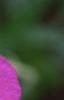 Geranium 'Spinners', flowers