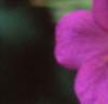 Geranium 'Spinners', flowers