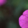 Geranium 'Spinners', flowers