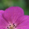 Geranium 'Spinners', flowers
