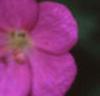 Geranium 'Spinners', flowers