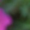 Geranium 'Spinners', flowers