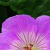 Geranium 'Sugar Plum', flowers
