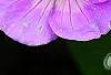 Geranium 'Sugar Plum', flowers
