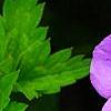 Geranium 'Sugar Plum', flowers
