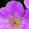 Geranium 'Sugar Plum', flowers