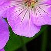 Geranium 'Sugar Plum', flowers