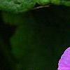 Geranium 'Sugar Plum', flowers