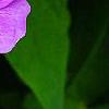 Geranium 'Sugar Plum', flowers