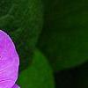 Geranium 'Sugar Plum', flowers