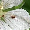 Geranium thunbergii, flowers