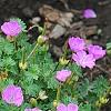 Geranium 'Walter Ingwerson', habit