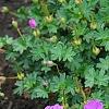 Geranium 'Walter Ingwerson', habit