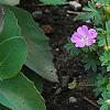 Geranium 'Walter Ingwerson', habit
