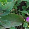 Geranium 'Walter Ingwerson', habit
