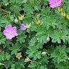 Geranium 'Walter Ingwerson', habit