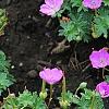 Geranium 'Walter Ingwerson', habit