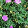 Geranium 'Walter Ingwerson', habit