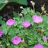 Geranium 'Walter Ingwerson', habit