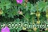 Geranium 'Walter Ingwerson', habit