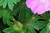 Geranium 'Walter Ingwerson', flowers