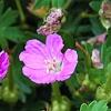 Geranium 'Walter Ingwerson', flowers