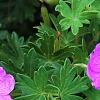 Geranium 'Walter Ingwerson', flowers