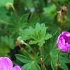 Geranium 'Walter Ingwerson', flowers