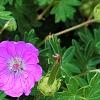 Geranium 'Walter Ingwerson', flowers