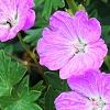 Geranium 'Walter Ingwerson', flowers