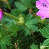 Geranium 'Walter Ingwerson', flowers