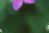 Geranium wlassovianum, flowers