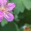 Geranium wlassovianum, flowers