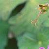 Geranium wlassovianum, flowers