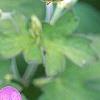 Geranium wlassovianum, flowers