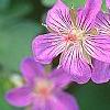 Geranium wlassovianum, flowers