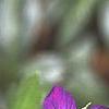 Geranium wlassovianum, flowers