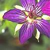 Geranium wlassovianum, flowers