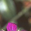 Geranium wlassovianum, flowers