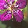 Geranium wlassovianum, flowers