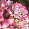 Pelargonium x hortorum 'Apple Blossom', flowers