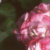 Pelargonium x hortorum 'Apple Blossom', flowers
